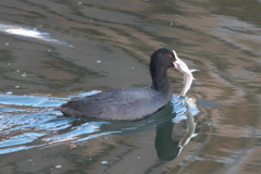 中川運河の鳥達