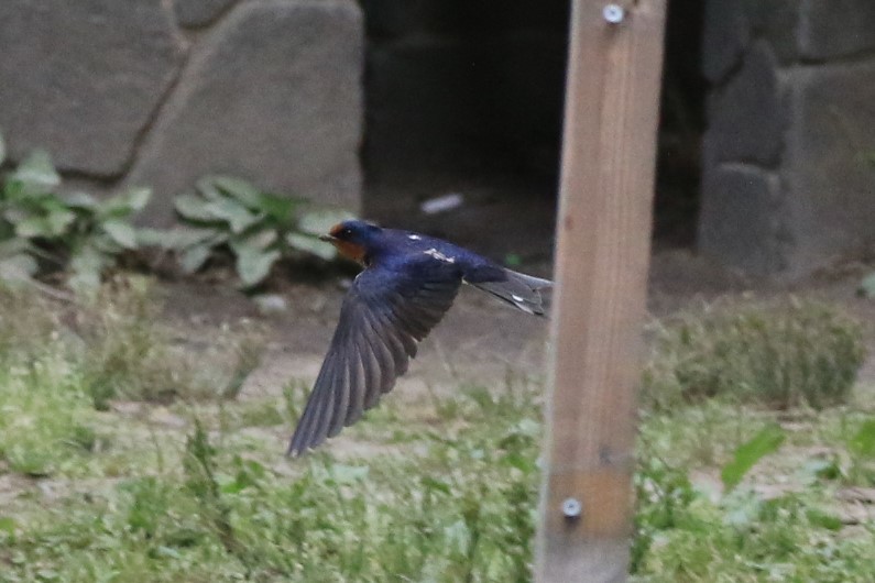 名古屋市の庄内緑地公園