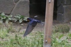 名古屋市の庄内緑地公園