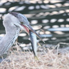 中川運河の鳥達