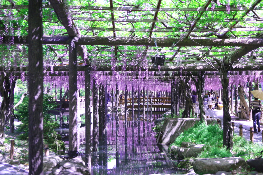 愛知県津島市の天王寺公園で撮影しました