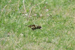 鳥の名前がわかりません