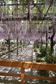 愛知県津島市の天王寺公園で撮影しました