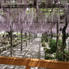 愛知県津島市の天王寺公園で撮影しました