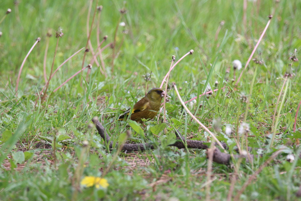 鳥の名前がわかりません