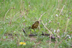 鳥の名前がわかりません