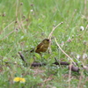 鳥の名前がわかりません