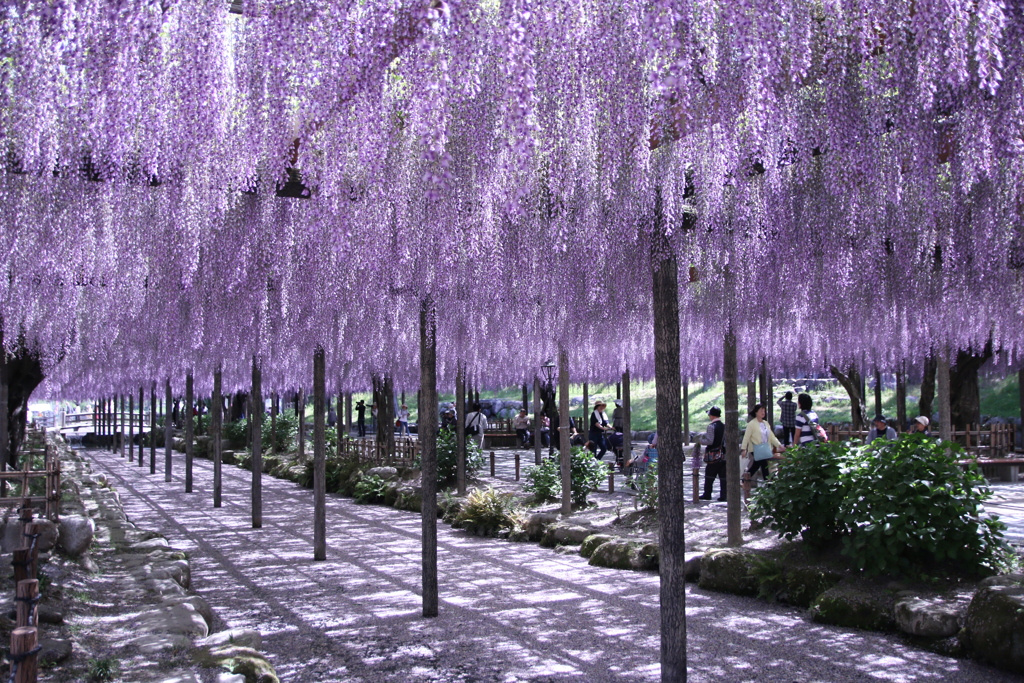 愛知県津島市の天王寺公園で撮影しました