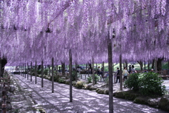 愛知県津島市の天王寺公園で撮影しました