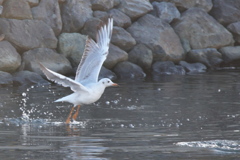 中川運河の鳥達