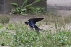 名古屋市の庄内緑地公園