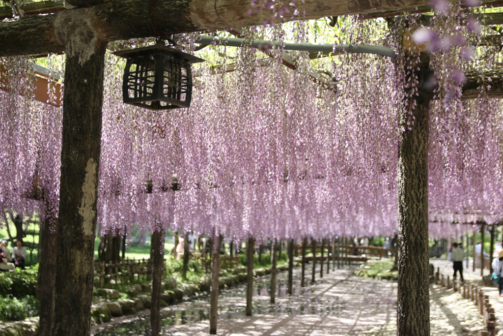 愛知県津島市の天王寺公園で撮影しました