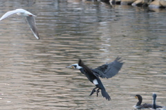 中川運河の鳥達