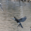 中川運河の鳥達