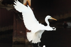 中川運河の鳥達