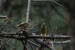 20170501095950_IMG_0088