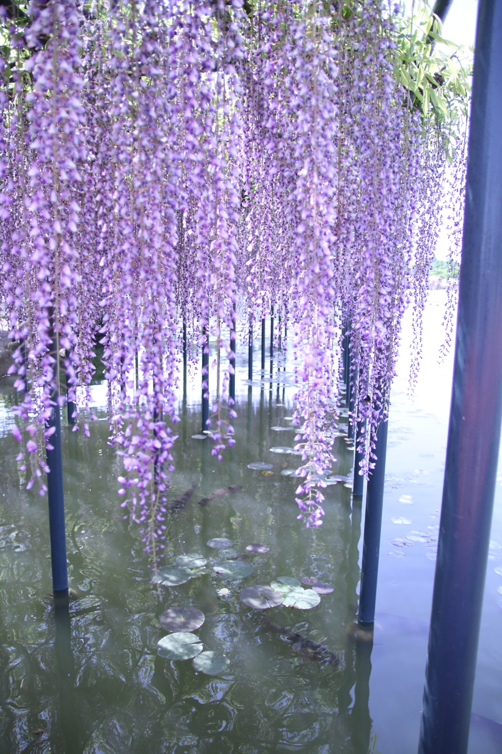 愛知県津島市の天王寺公園で撮影しました