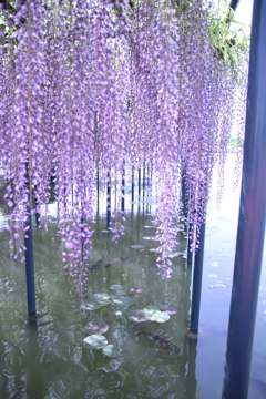 愛知県津島市の天王寺公園で撮影しました