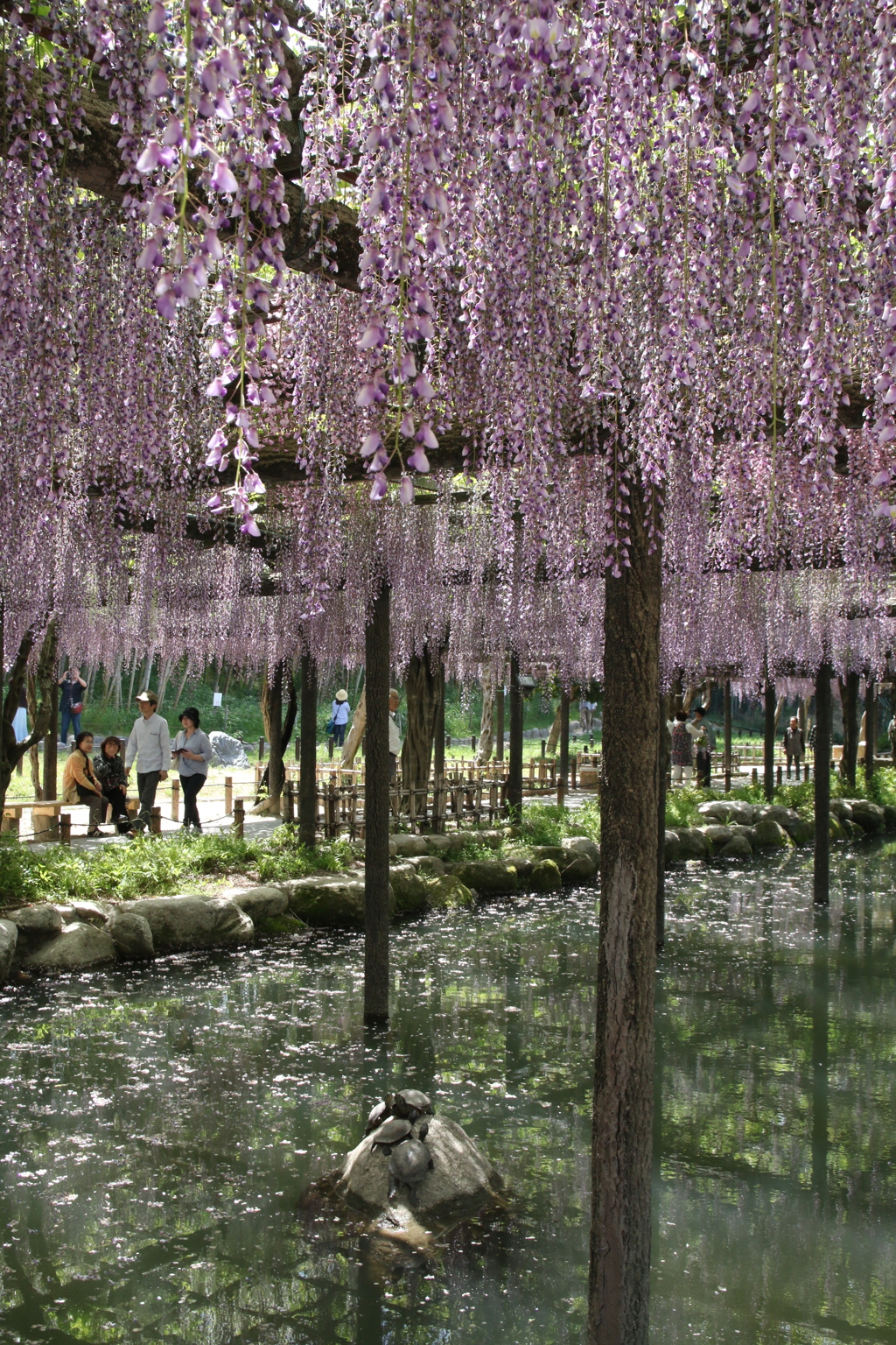 愛知県津島市の天王寺公園で撮影しました