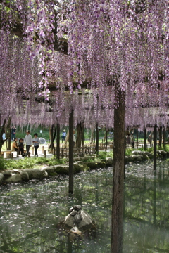 愛知県津島市の天王寺公園で撮影しました