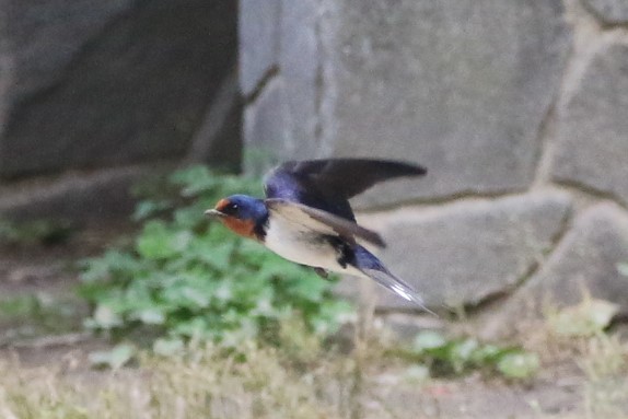 名古屋市の庄内緑地公園