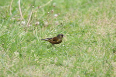 鳥の名前がわかりません