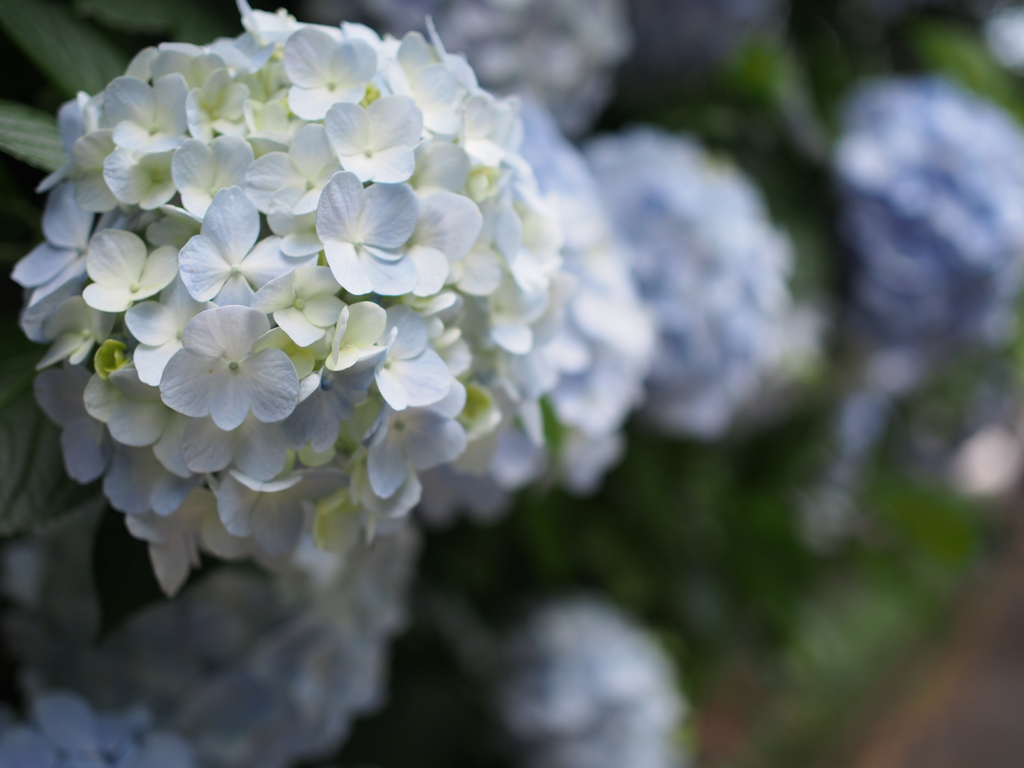 紫陽花