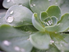 梅雨