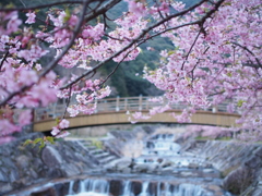 河津桜