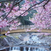 河津桜