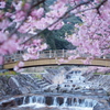 河津桜