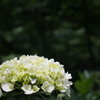 紫陽花