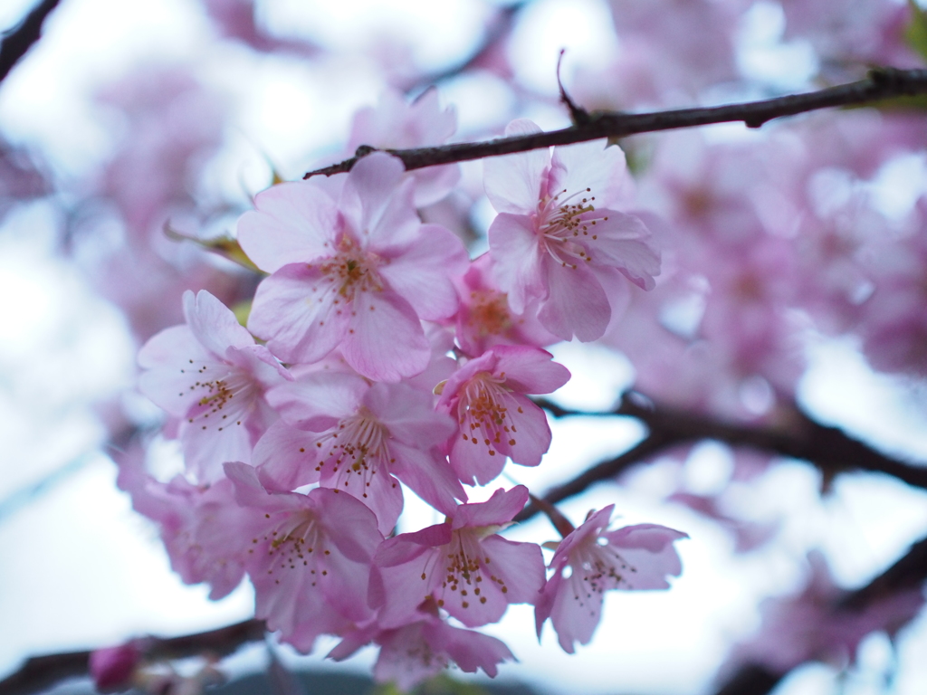 河津桜