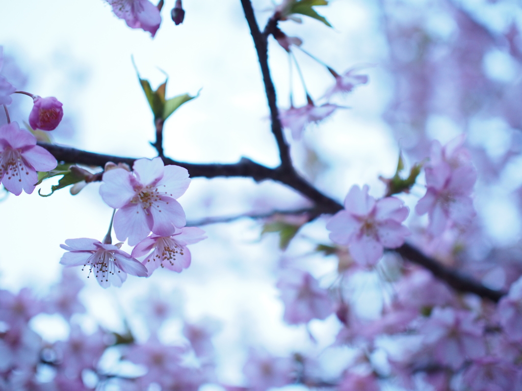 河津桜