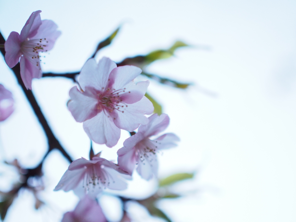 河津桜