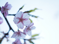 河津桜