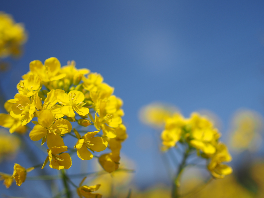 菜の花