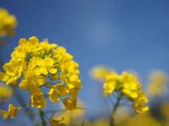 菜の花