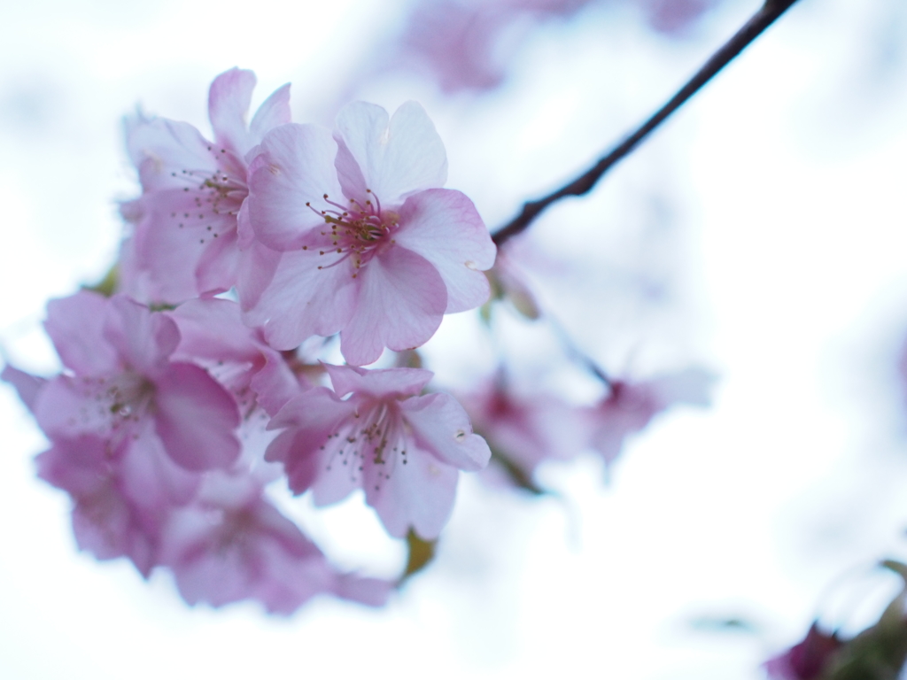 河津桜