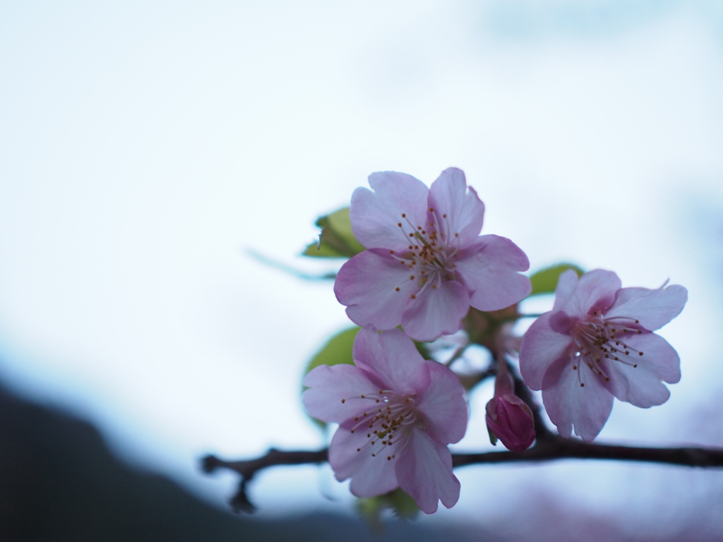 河津桜