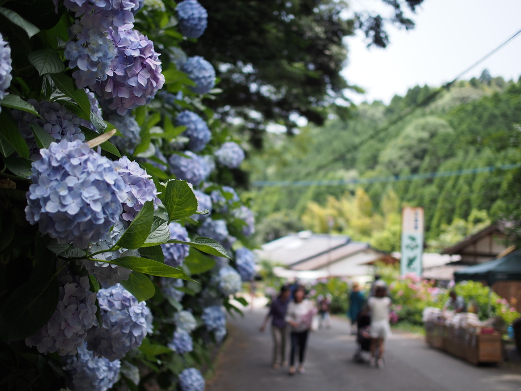 紫陽花