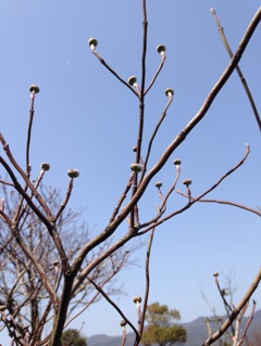 新芽