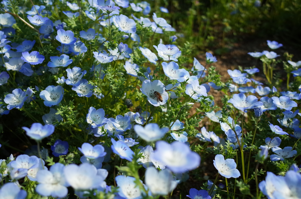 花9＠昭和記念公園20150426