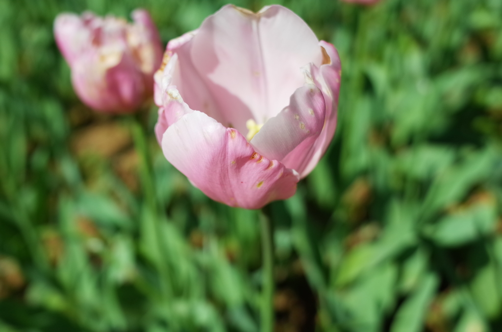 花2＠昭和記念公園20150426