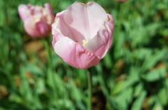 花2＠昭和記念公園20150426