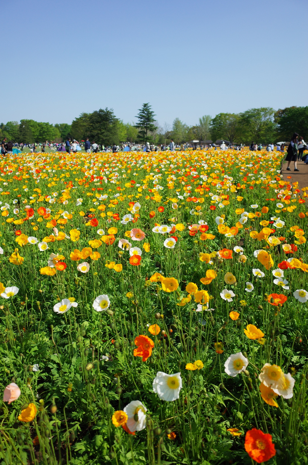 花3＠昭和記念公園20150426