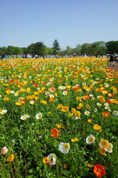花3＠昭和記念公園20150426