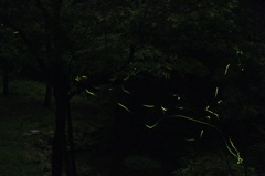 ホタル