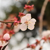 春です。