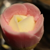 秋田に咲く花「ババヘラ」